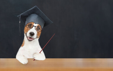 Poster - Smart graduate jack russell terrier puppy wearing eyeglasses and graduation hat sits near black chalkboard at school and points away on empty space