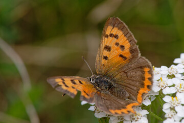 Wall Mural - Cuivré commun - Cuivré  bronzé - Lycaena phlaeas  - lépidoptères