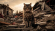 A frightened cat sits on the wreckage of a house.