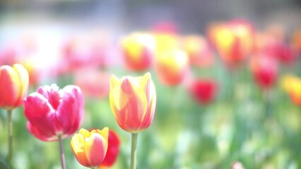 Wall Mural - Pink, red, yellow, multi-colored, colorful tulip swaying in wind, flower carpet, spring
