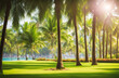  Blur nature bokeh green park by beach and tropical coconut trees