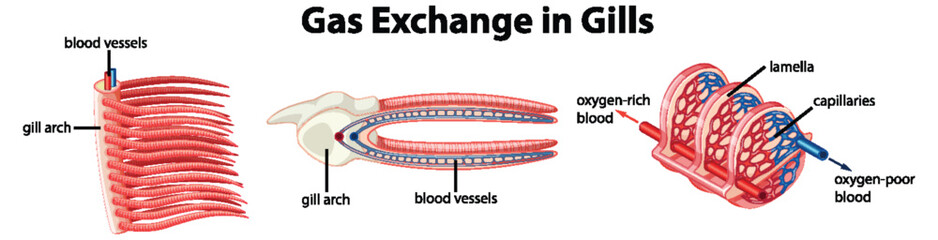 Wall Mural - Study of Fish Internal Anatomy: Gas Exchange in Gills