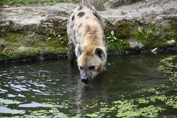 a spotted hyena in a little river