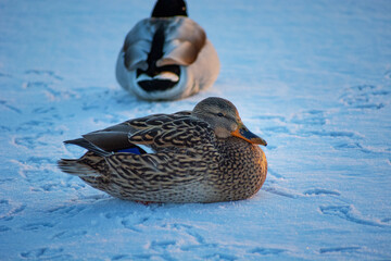 Wall Mural - Mallard ducks sitting on the snow