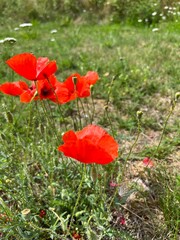 Wall Mural - Tender red poppy flowers on the field