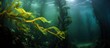 The Channel Islands in California host a vibrant submerged forest of Giant Kelp home to countless marine species With copyspace for text