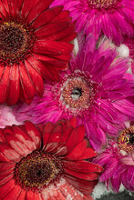 Closeup Art Of Pink And Red Gerber Daisies Frozen In Water