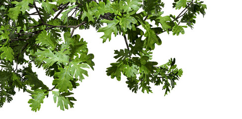 Fototapete - Green lush tree branch layout cut-out transparent backgrounds 3d rendering png
