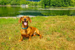 Brown short-haired dachshund sitting on grass, thirsty, tired, panting with tongue out on shore of Lake Echternach, abundant leafy trees in background, sunny summer day in Luxembourg