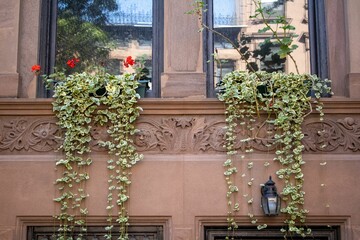 Poster - Scenic view of plants on a stone building in Brooklyn, Brownstone park, New York on a sunny day