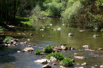 Poster - Scenic view of a river with lush green vegetation on a sunny day