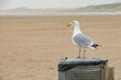 A white sea gull on a trash can with beach houses in background