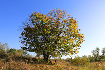 Wall Mural - tree on autumn meadow