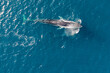 greenland whale whatching aerial drone view 