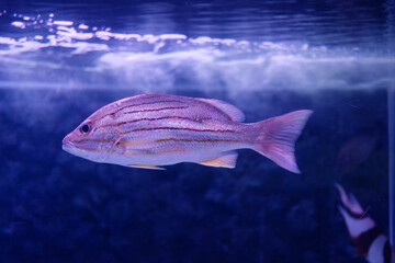 Wall Mural - Small fish swimming in the sea with aquatic plants and corals.