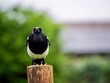 canvas print picture - Magpie Perched on a Post