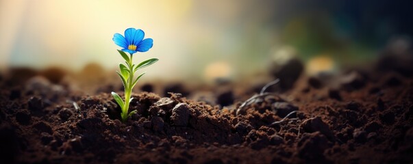 small flower seedling in the soil close up