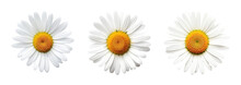 Collection Of Set White Daisy Flower Isolated On Transparent Background. PNG File, Cut Out