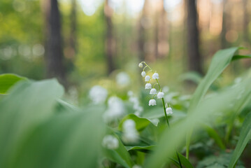 Canvas Print - Close up on lily of the valley flower blooming in pine forest. Beautiful spring flowers (Convallaria majalis) in forest