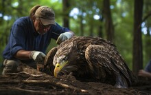Winged Savior Wildlife Rehabilitator Rescues Majestic Eagle.