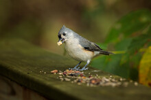 A Tufted Titmouse Eats Bird Seed Left On A Wooden Bridge Railing In A Woodland Area.
