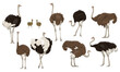 © AnnstasAg - Set of males, females and chicks of African ostrich. Large wild birds of Africa. Realistic vector animal