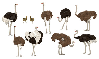 set of males, females and chicks of african ostrich. large wild birds of africa. realistic vector an