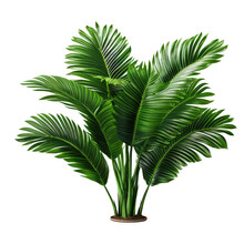 Green Palm Leaves Isolated On Transparent Background