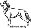 black and white dogs Siberian Husky breed design line art most popular brush stroke freehand draw vector illustration