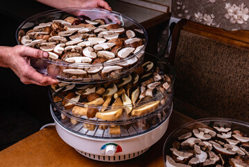 Woman's hands putting mushrooms on drying grid in electric dryer. Digital food dehydrator drying mushrooms.