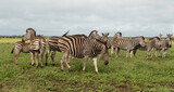 Fototapeta Sawanna - Zèbre de Burchell, Equus quagga burchelli, Parc national Kruger, Afrique du Sud