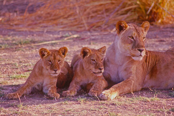 Poster - African lion with her cubs,photo art