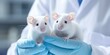 Laboratory mice in the hand of a scientist in a white coat close-up , concept of Animal testing