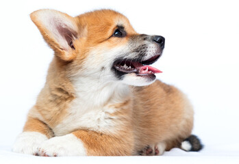 Sticker - red welsh corgi pembroke puppy looking to the side on a white background