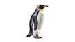Pinguin. Isolated on Transparent background.