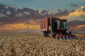 Cotton field at sunset, in the last light of the day