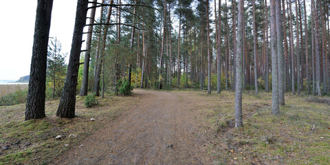 Sticker - Walking through the forest, beautiful panorama.