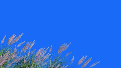 Wall Mural - Foreground Grass Animation on blue background	
