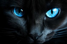 Striking Black Cat Blue Eyes. Dark Kitten Head. Generate Ai