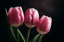 Close-up Of Three Pink Tulips. Feminine Floral Concept For Mother's Day, Women's Day, Easter, Spring. Generative AI