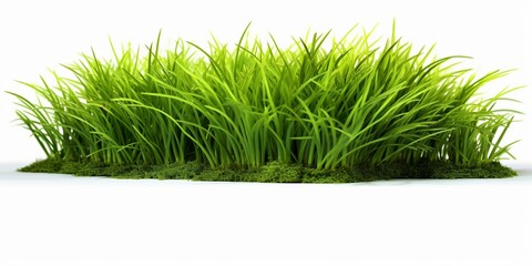 Fresh Green Grass Isolated on White Background