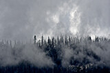 Fototapeta  - Forest Shrouded in mist.  Sierra Nevada Mountains, California 