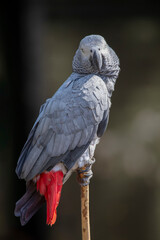 Poster - A portrait of an African Grey parrot as it is perched on the top pf an old stick.  Taken using a dark background with space for text the bird is looking at the camera