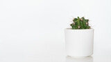Fototapeta  - mały kaktus w biełej doniczce na jasnym tle