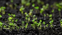 Green Plant Slowly Growing From The Soil, Magical Spring Nature Time Lapse, Food