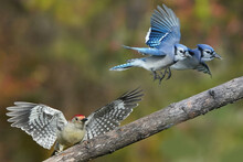 Red Bellied Woodpecker Ejecting Blue Jays From Branch Near Feeder, Being Top Bird In The Pecking Order
