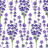 Fototapeta Lawenda - Watercolour lavender on white background. Seamless floral pattern-288.