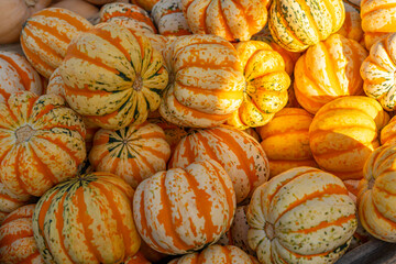 Wall Mural - pumpkin harvest in pile in autumn season