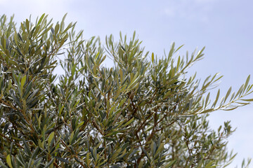 Olive tree with blue sky