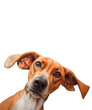 © design - Cute playful doggy or pet is playing and looking happy isolated on transparent background. Brown weimaraner young dog is posing. Cute, happy crazy dog headshot smiling on transparent, png